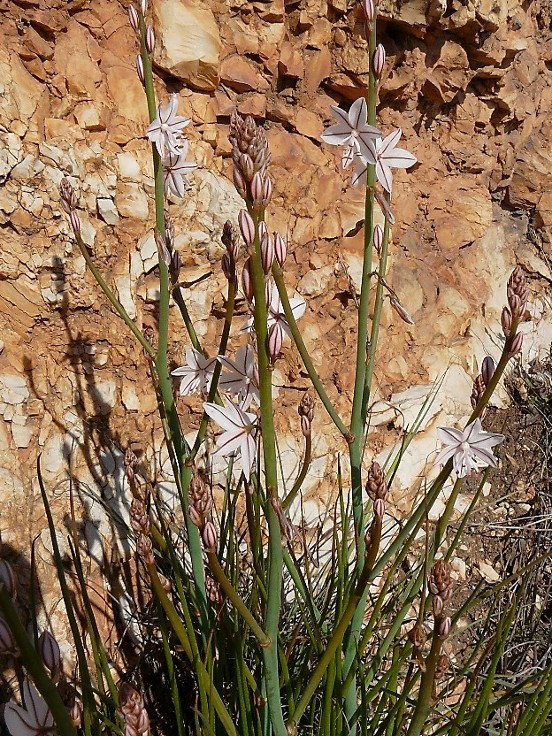 Asphodelus  fistulosus / Asfodelo fistoloso